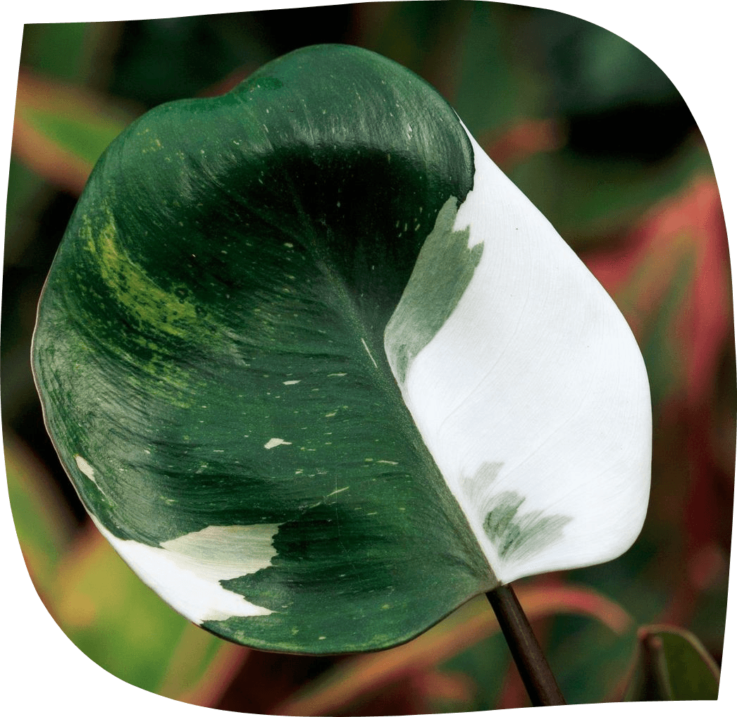 un magnifique exemplaire de nos plantes