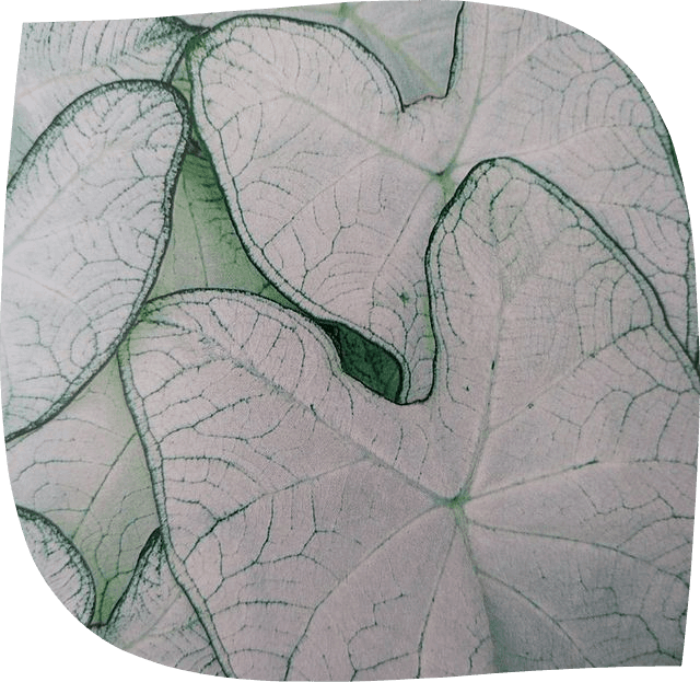 un magnifique exemplaire de nos plantes