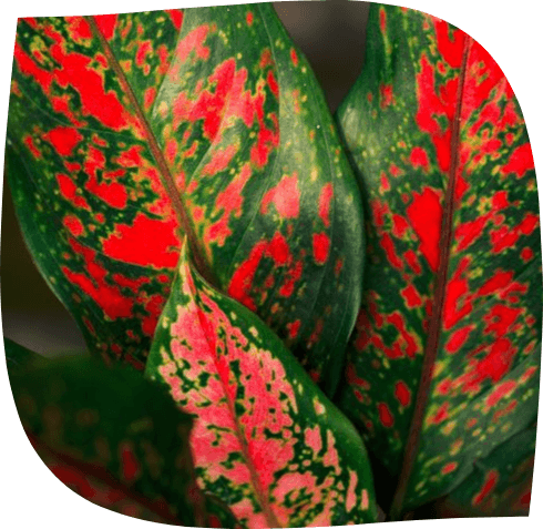 un magnifique exemplaire de nos plantes