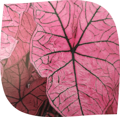 un magnifique exemplaire de nos plantes