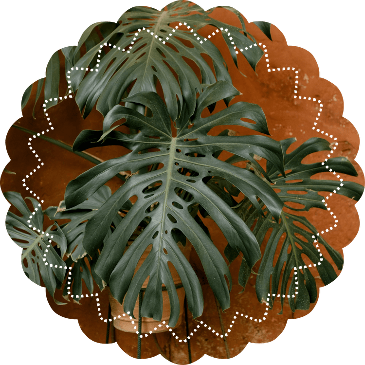 quiz image
