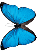 Papillon 1