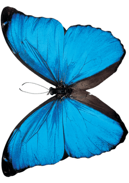 Papillon 2