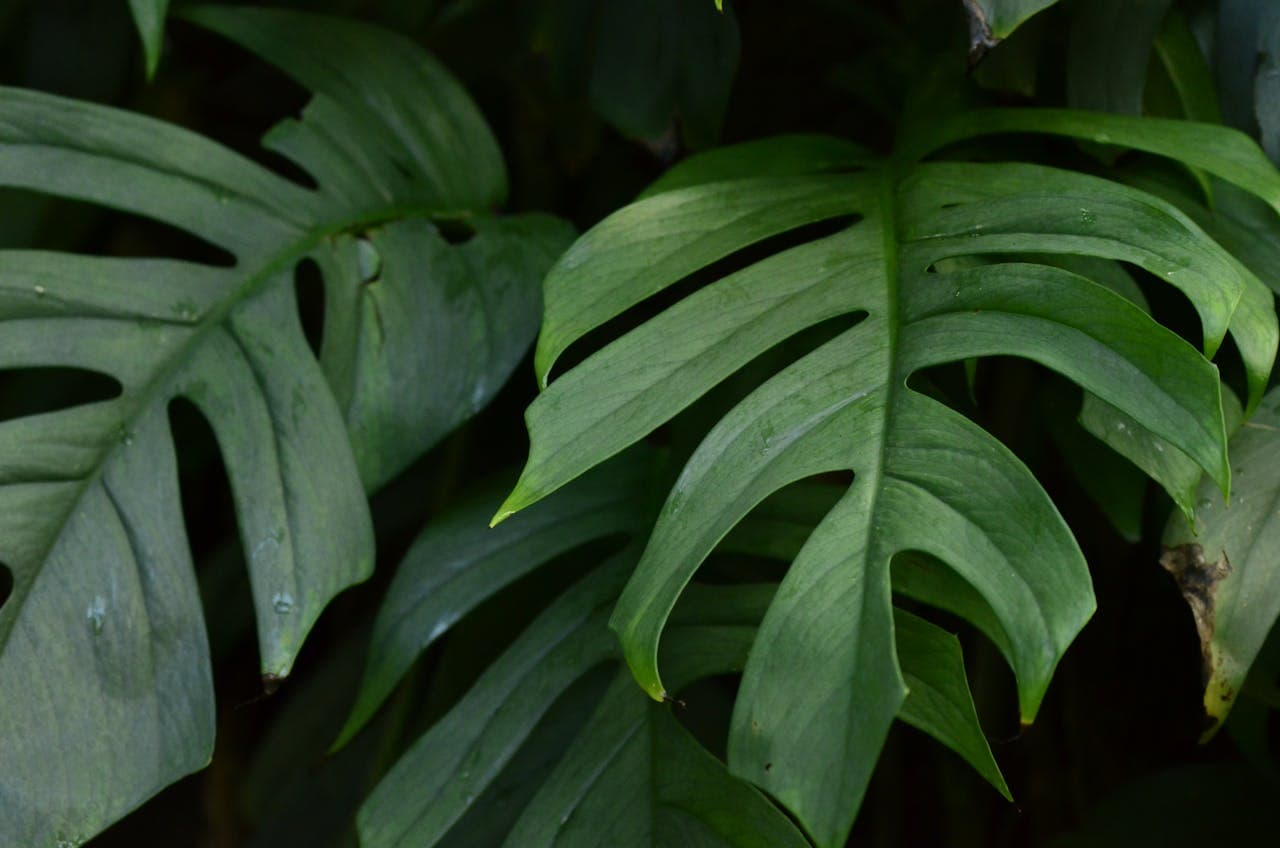 Monstera