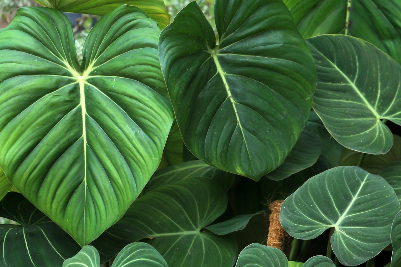 Philodendron