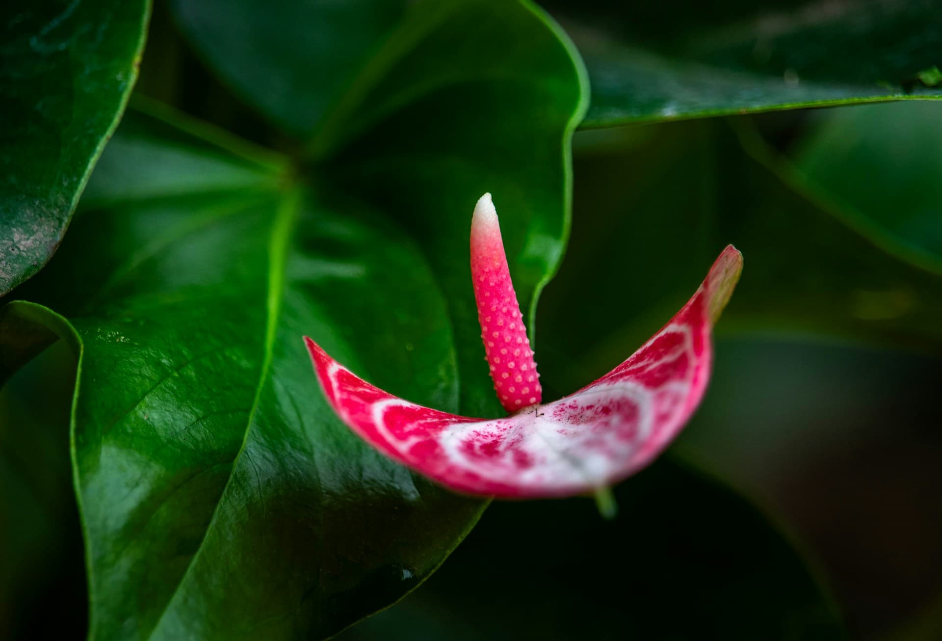 Anthurium