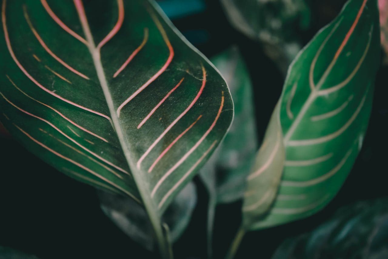 Aglaonema
