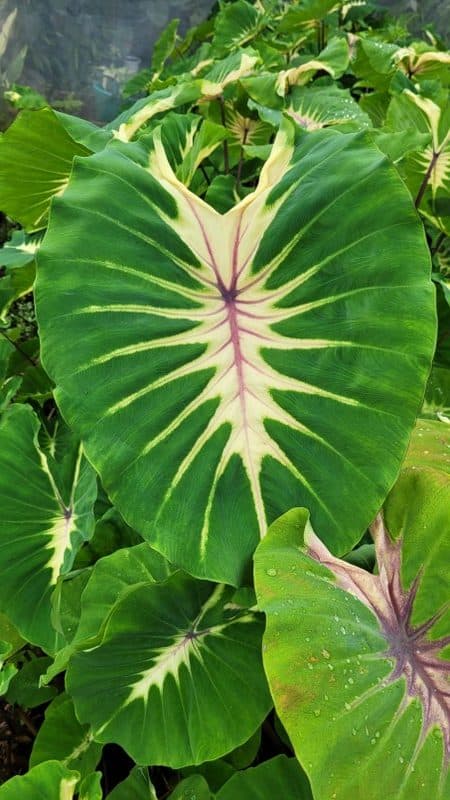 Colocasia