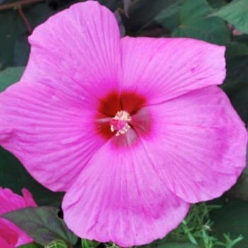 Hibiscus